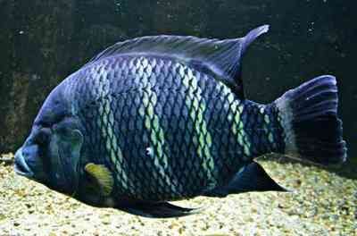 龍魚總是被招財魚欺負：龍魚在魚缸中被招財魚欺負怎么辦