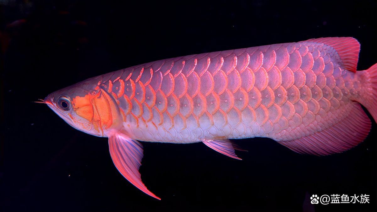 如何判斷水質是否適合龍頭魚？