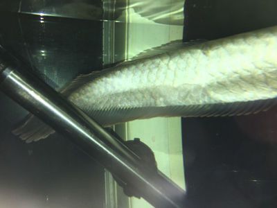 銀龍魚魚鱗上有白色泡（銀龍魚魚鱗上出現白色泡可能是由多種因素引起的原因） 銀龍魚魚鱗上有白色泡（銀龍魚魚鱗上出現白色泡可能是由多種因素引起的原因） 龍魚百科 第3張