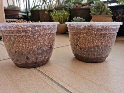 龍魚缸放麥飯石的好處（麥飯石在龍魚缸中的具體作用） 龍魚缸放麥飯石的好處（麥飯石在龍魚缸中的具體作用） 龍魚百科 第1張