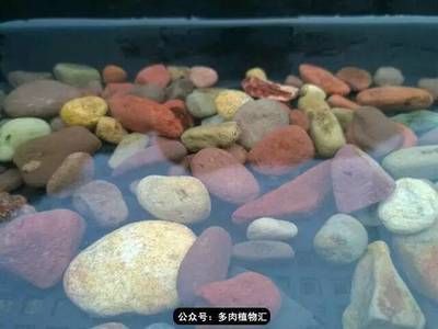 龍魚缸放麥飯石的好處（麥飯石在龍魚缸中的具體作用） 龍魚缸放麥飯石的好處（麥飯石在龍魚缸中的具體作用） 龍魚百科 第3張