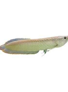 銀龍魚苗長什么樣子圖片欣賞大全