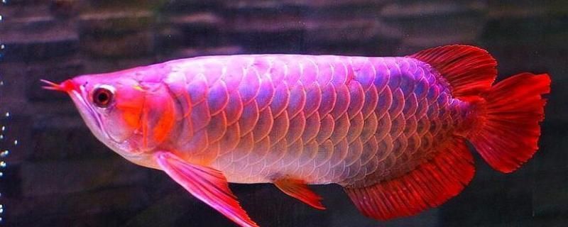 寶石紅龍魚脊背上的黑色啥時候能退掉：寶石紅龍魚的飼養方法