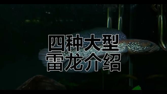 給我一些鬼王雷龍的飼養技巧 給我一些鬼王雷龍的飼養技巧 龍魚百科 第9張