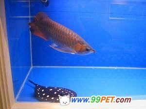 龍魚有病怎么治療視頻大全：觀賞魚水質管理的高級技巧龍魚疾病治療方法