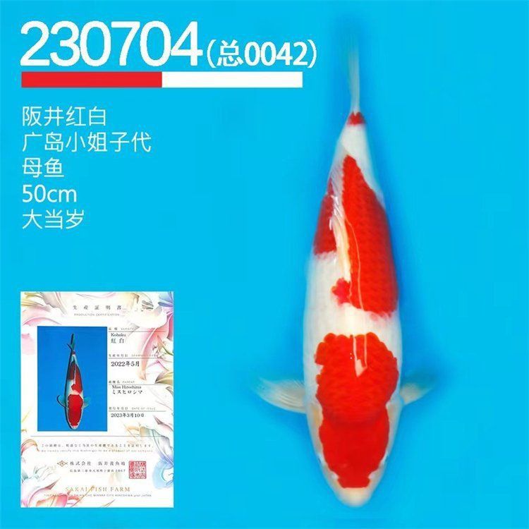 錦鯉魚多少錢一只