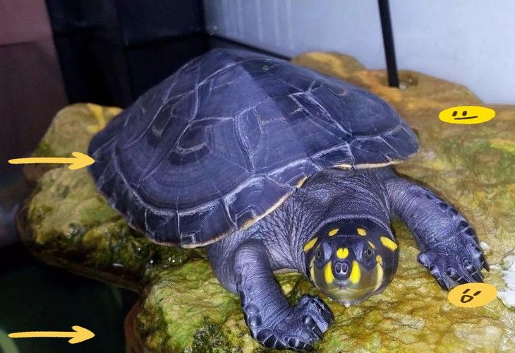 黃頭龜和銀龍魚混養(yǎng)嗎圖片