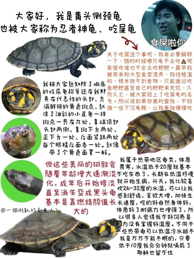 黃頭龜和銀龍魚混養(yǎng)嗎圖片
