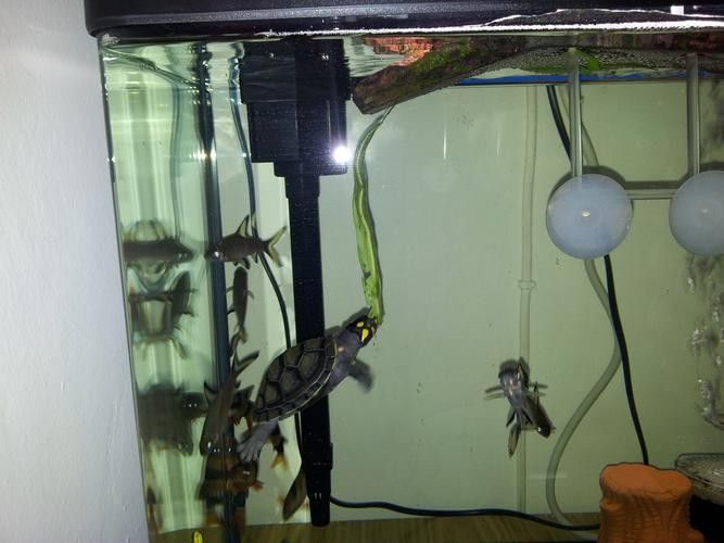 黃頭龜和銀龍魚混養(yǎng)嗎圖片