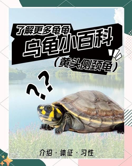 黃頭龜和銀龍魚混養(yǎng)嗎圖片