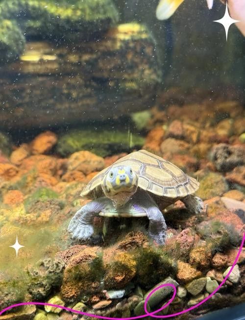 黃頭龜和銀龍魚混養(yǎng)嗎圖片