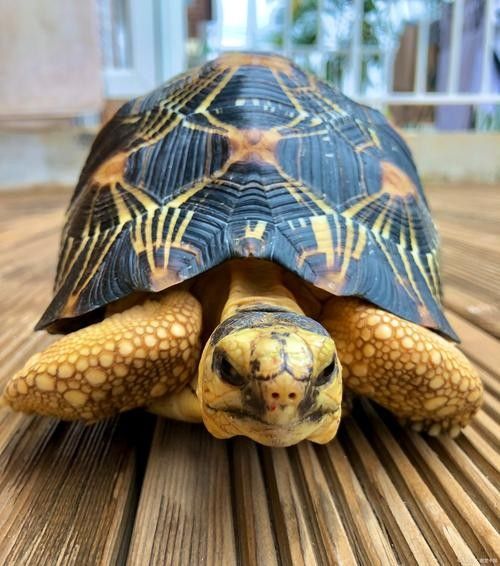 黃頭龜和銀龍魚混養(yǎng)嗎圖片