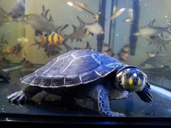 黃頭龜和銀龍魚混養(yǎng)嗎圖片