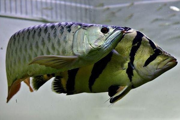 黃頭龜和銀龍魚混養(yǎng)嗎圖片