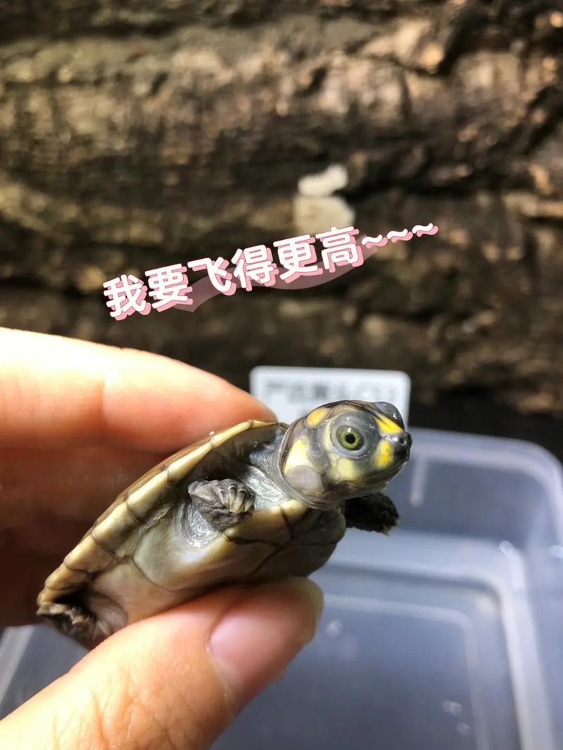 黃頭龜和銀龍魚混養(yǎng)嗎圖片