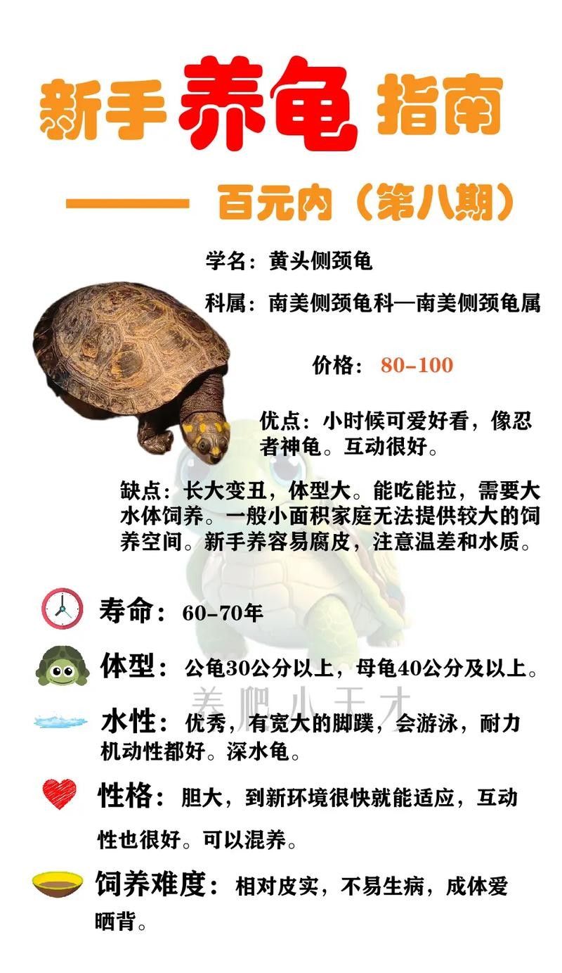 黃頭龜和銀龍魚混養(yǎng)嗎圖片