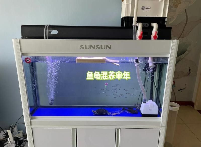 黃頭龜和銀龍魚混養(yǎng)嗎圖片