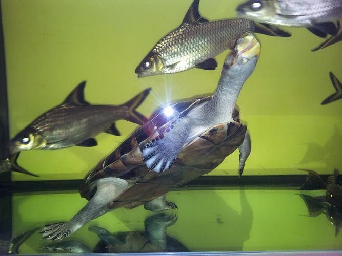 黃頭龜和銀龍魚混養(yǎng)嗎圖片