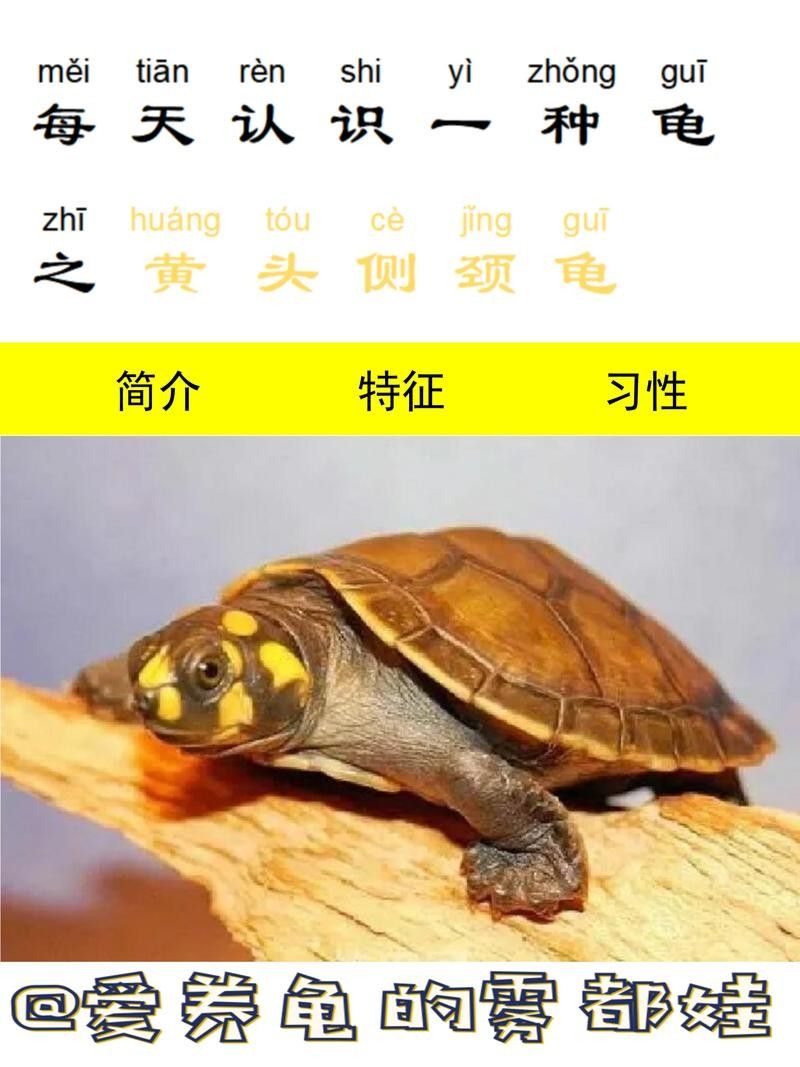 黃頭龜和銀龍魚混養(yǎng)嗎圖片