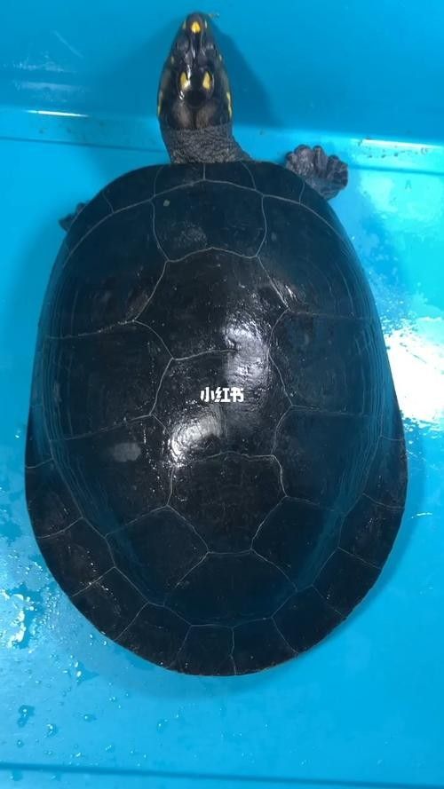 黃頭龜和銀龍魚混養(yǎng)嗎圖片