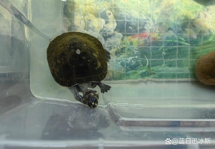 黃頭龜和銀龍魚混養(yǎng)嗎圖片