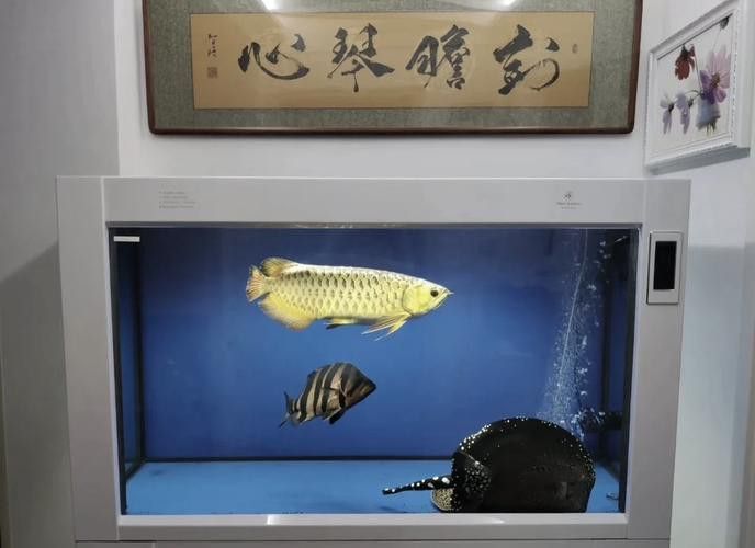 金龍魚用什么燈光好看