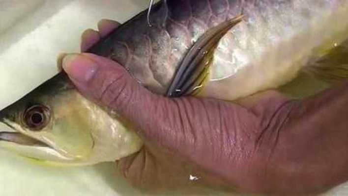 金龍魚為什么要拔鱗：關于金龍魚拔鱗的問題