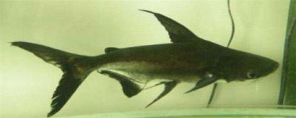 虎頭鯊和龍魚能混養嗎，虎頭鯊和龍魚混養需要注意什么：虎頭鯊和龍魚可以混養嗎