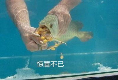 金龍魚幾天換水的正確方法：金龍魚的換水頻率和方法