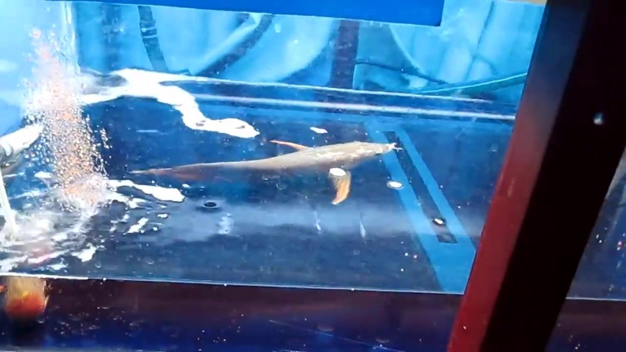 金龍魚一般多久換一次水合適（金龍魚換水的頻率是一個固定的數值） 金龍魚一般多久換一次水合適（金龍魚換水的頻率是一個固定的數值） 龍魚百科 第5張