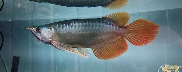 金龍魚一般多久換一次水合適（金龍魚換水的頻率是一個固定的數值） 金龍魚一般多久換一次水合適（金龍魚換水的頻率是一個固定的數值） 龍魚百科 第2張