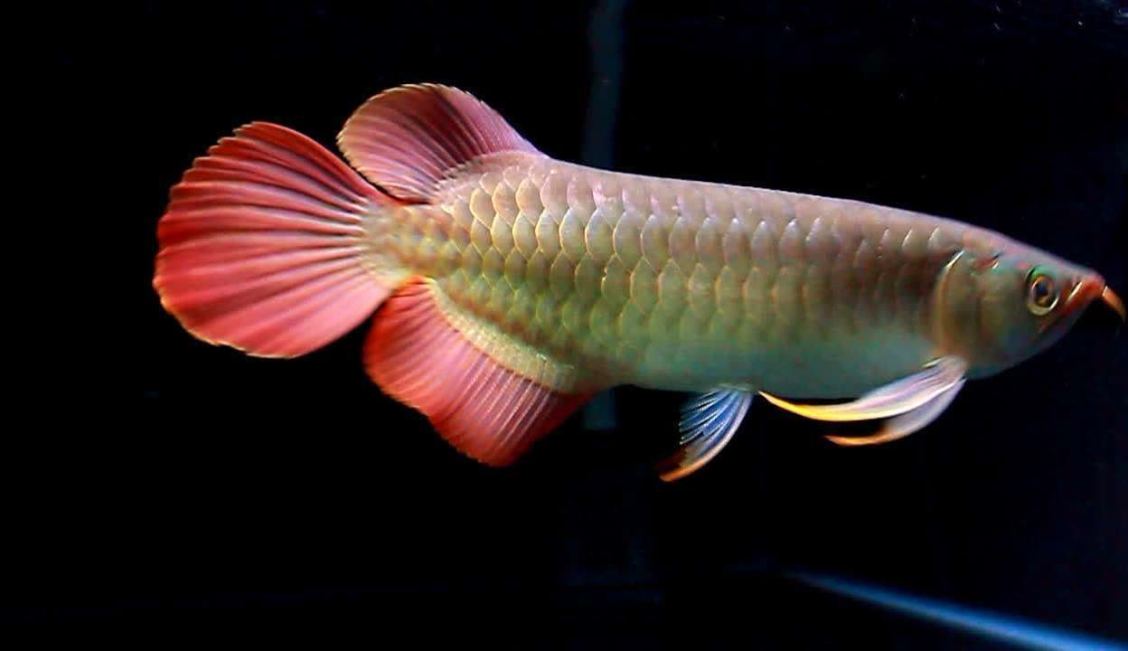 米特拉龍魚什么品牌（米特拉紅龍魚是一個品牌嗎？）