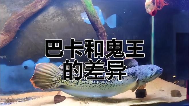 如何判斷鬼王雷龍魚的品相？