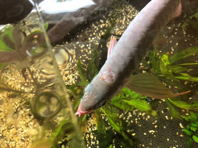 龍魚喂活食怎么消毒的：龍魚喂活食怎么消毒