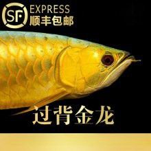 布奇美拉藍底過背金龍的價格是多少？