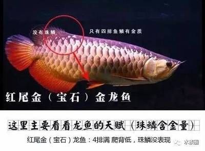 龍魚鑒賞 龍魚鑒賞 龍魚百科 第5張