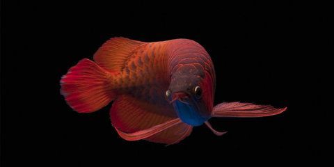 龍魚鑒賞 龍魚鑒賞 龍魚百科 第4張