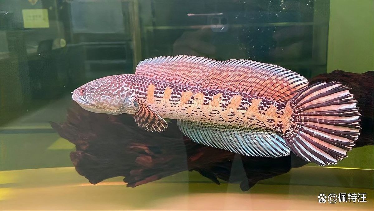 雷龍魚一年長多少