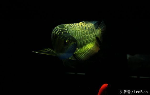 龍魚缸多大可以：養龍魚的理想魚缸尺寸