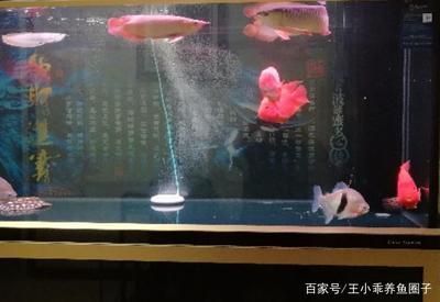 紅龍魚配什么魚一起養最好 紅龍魚配什么魚一起養最好 龍魚百科 第1張