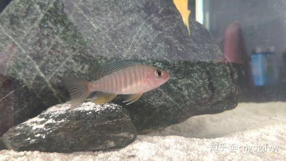 魚鰭根充血發(fā)紅死亡