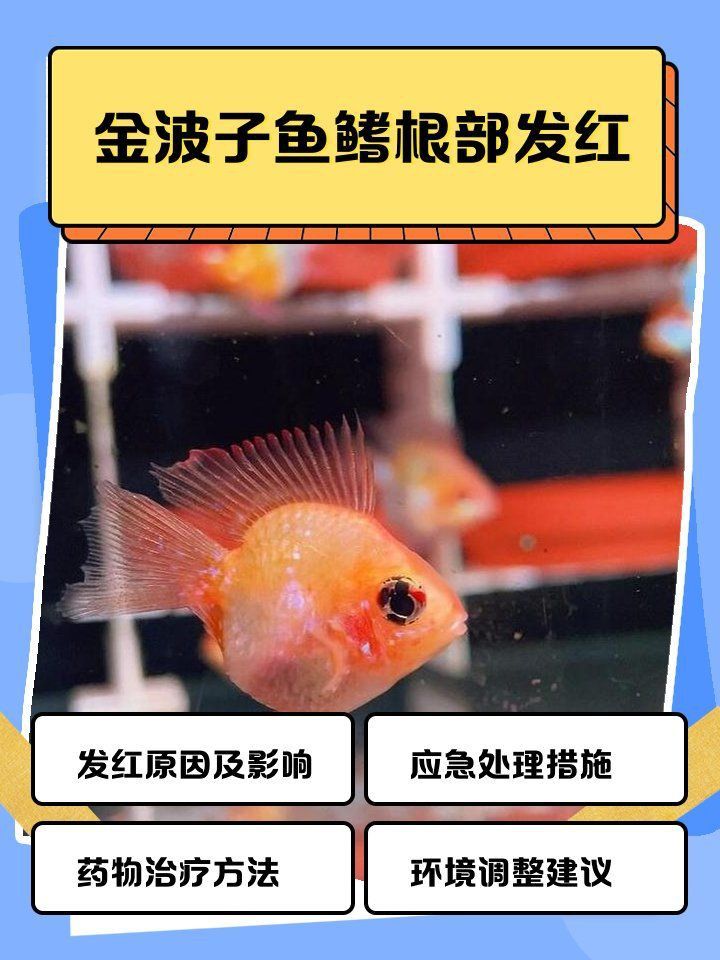 魚鰭根充血發(fā)紅死亡
