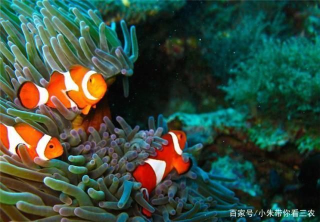 龍魚缸硝酸鹽超標：龍魚缸硝酸鹽檢測方法 龍魚缸硝酸鹽超標：龍魚缸硝酸鹽檢測方法 龍魚百科 第2張