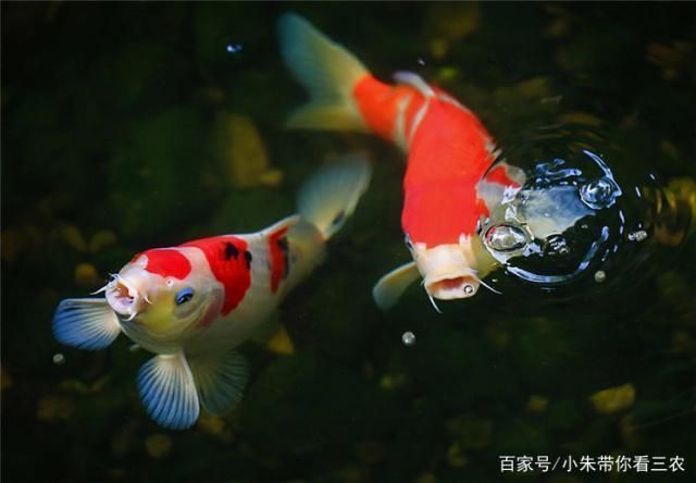 龍魚缸硝酸鹽超標：龍魚缸硝酸鹽檢測方法 龍魚缸硝酸鹽超標：龍魚缸硝酸鹽檢測方法 龍魚百科 第5張