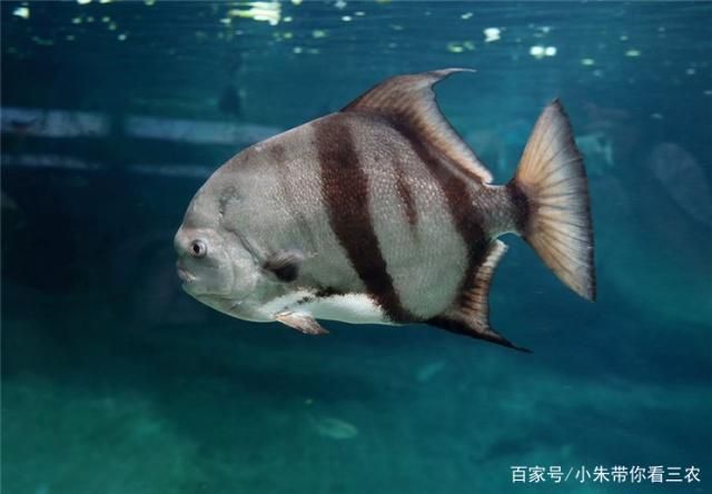 龍魚缸硝酸鹽超標：龍魚缸硝酸鹽檢測方法 龍魚缸硝酸鹽超標：龍魚缸硝酸鹽檢測方法 龍魚百科 第3張