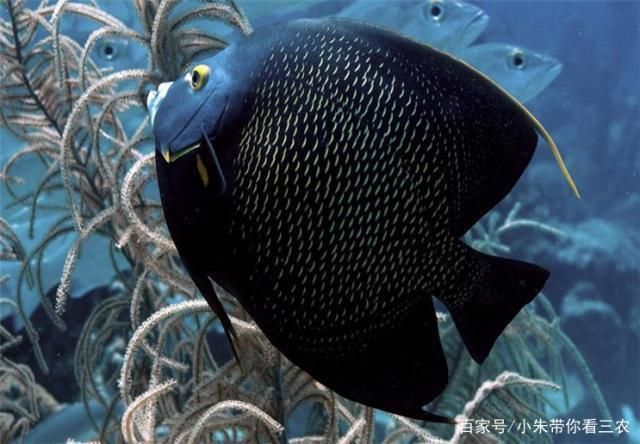 龍魚缸硝酸鹽超標：龍魚缸硝酸鹽檢測方法 龍魚缸硝酸鹽超標：龍魚缸硝酸鹽檢測方法 龍魚百科 第4張