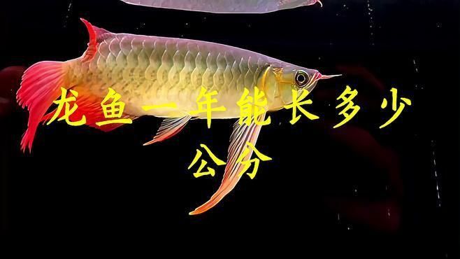 紅龍魚生長(zhǎng)速度影響因素