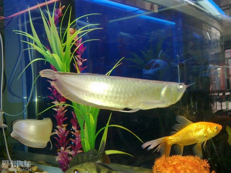 紅龍和白子銀龍魚混養怎么樣（紅龍魚和銀龍魚可以混養嗎）