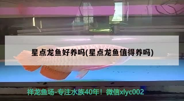 星點龍魚繁殖期水質管理要點：星點龍魚繁殖期水溫控制技巧