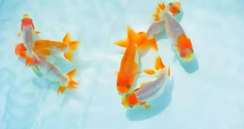 魚鰭根部充血最怕三種東西